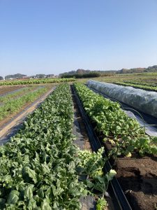 アイングファーム～11月収穫祭～