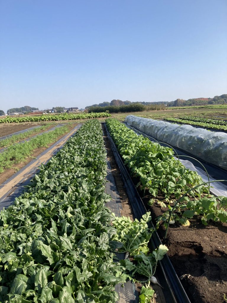 アイングファーム～11月収穫祭～